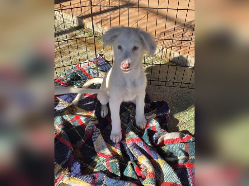 Monia und Mara: zwei Engel mit Plüschohren