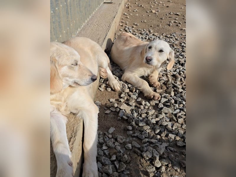 Cianbella: Schlappohren zum Liebhaben