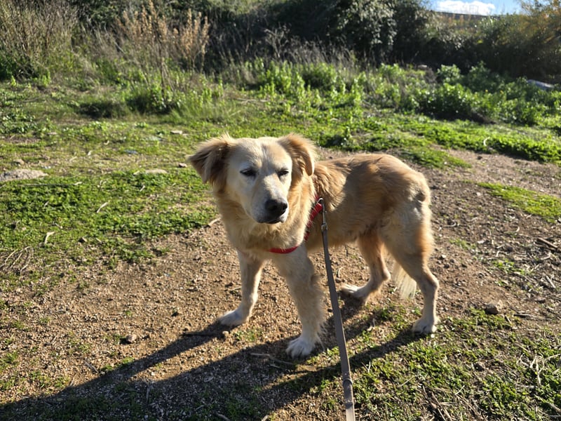 Tom: seine letzte Zeit ist angebrochen
