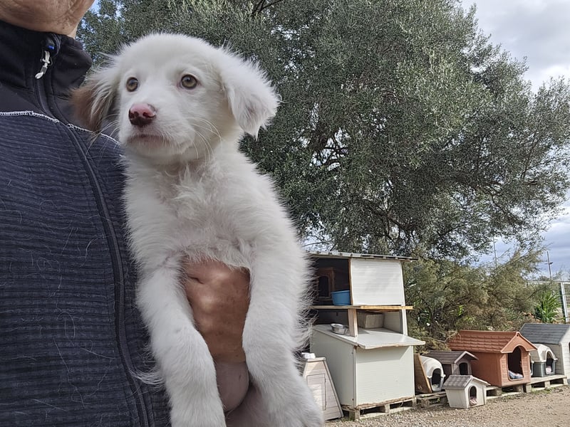 Monia und Mara: zwei Engel mit Plüschohren