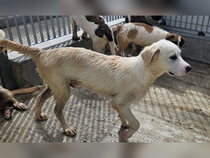 Pallino: verloren im Tierheim