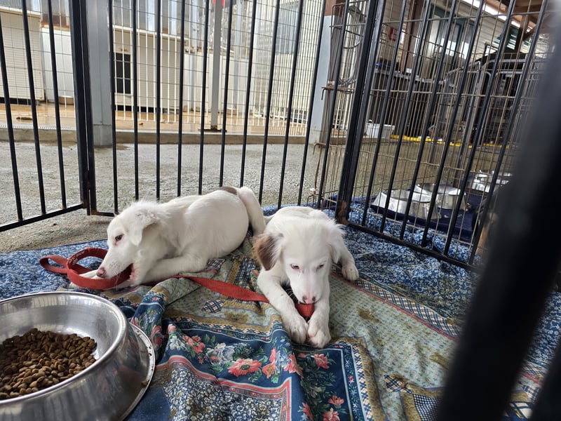 Monia und Mara: zwei Engel mit Plüschohren