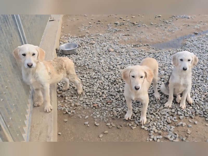 Cianbella: Schlappohren zum Liebhaben