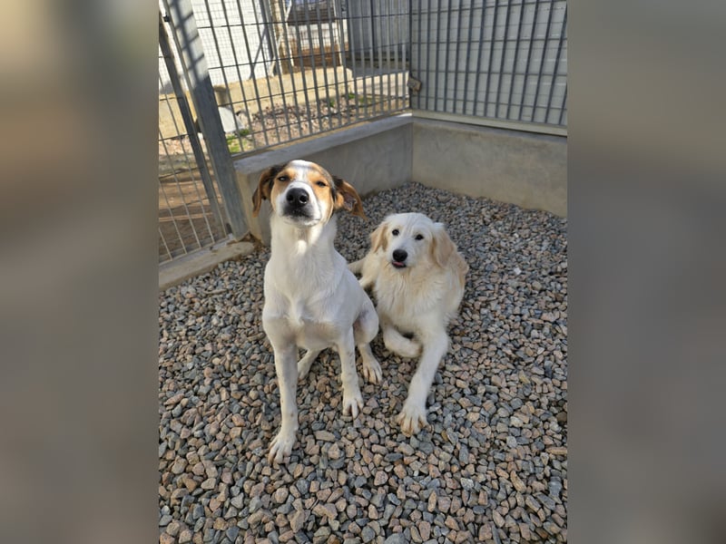 Nicolino: Mini-Retriever verzaubert mit guter Laune