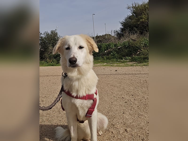 Tesorina: einfach unwiderstehlich