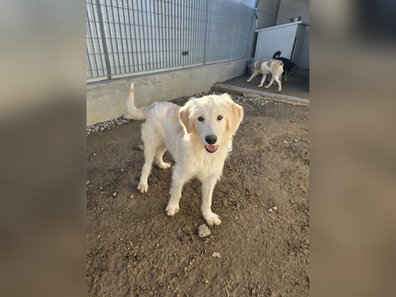 Nicolino: Mini-Retriever verzaubert mit guter Laune