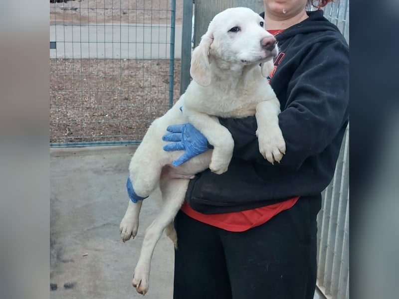 Bibo: so klein und so allein