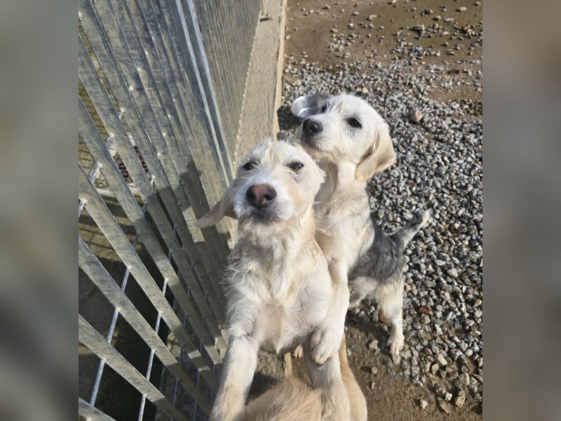 Cianbella: Schlappohren zum Liebhaben