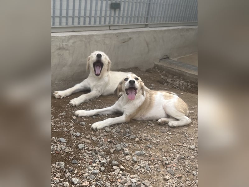 Nicolino: Mini-Retriever verzaubert mit seinem Wesen