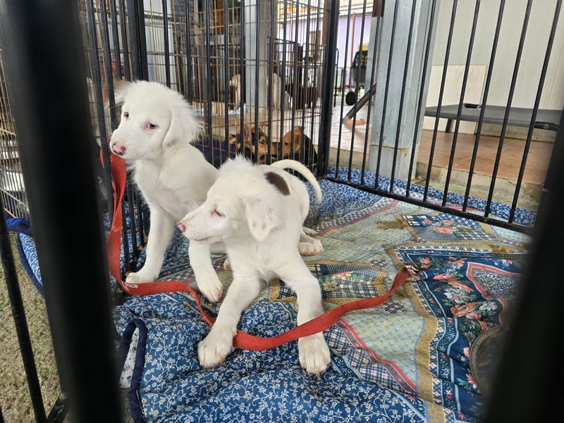 Monia und Mara: zwei Engel mit Plüschohren