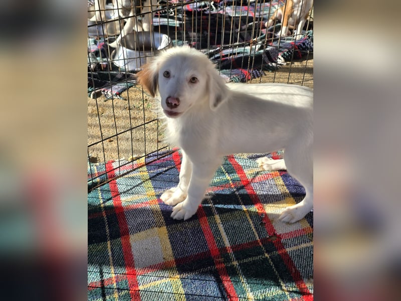 Monia und Mara: zwei Engel mit Plüschohren