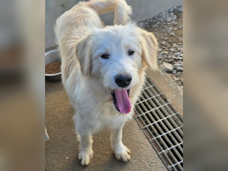 Nicolino: Mini-Retriever verzaubert mit guter Laune