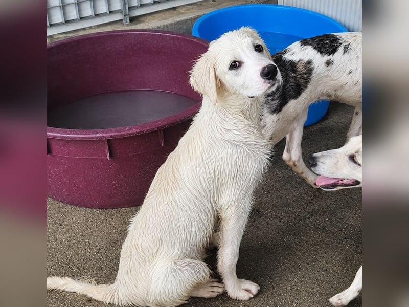 Pallino: verloren im Tierheim
