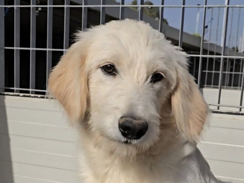 Nicolino: Mini-Retriever verzaubert mit seinem Wesen