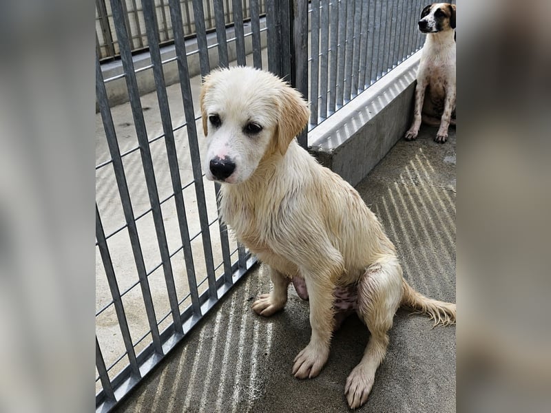 Pallino: verloren im Tierheim