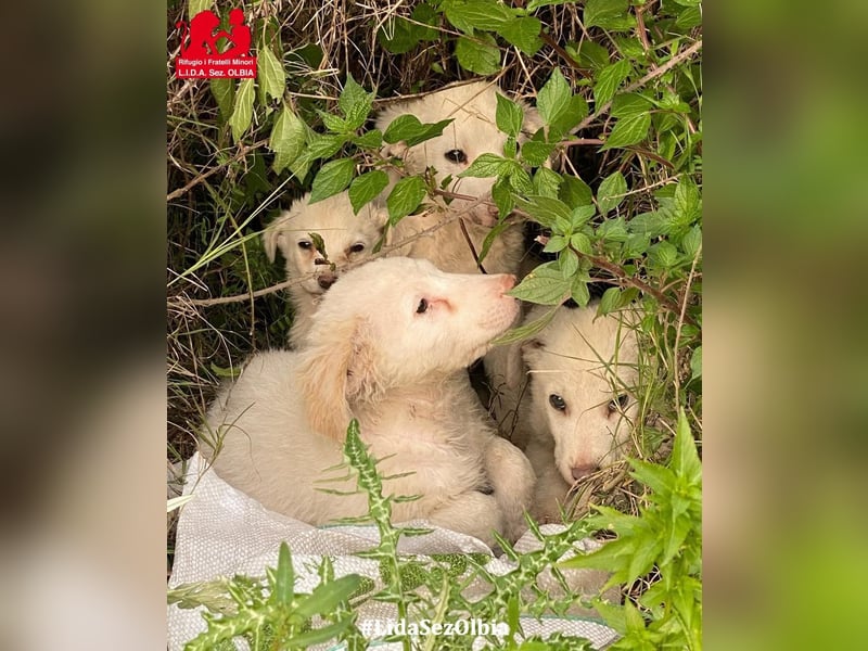 Bubo: so klein und so allein