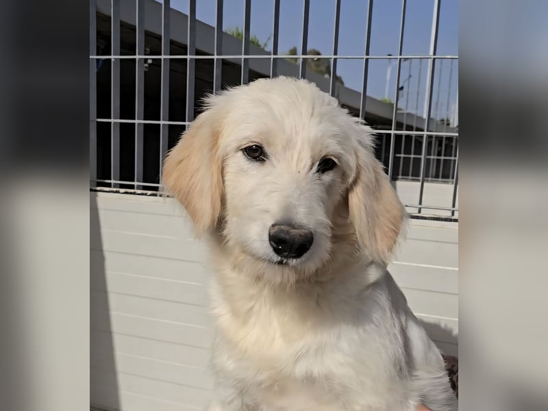 Nicolino: Mini-Retriever verzaubert mit guter Laune