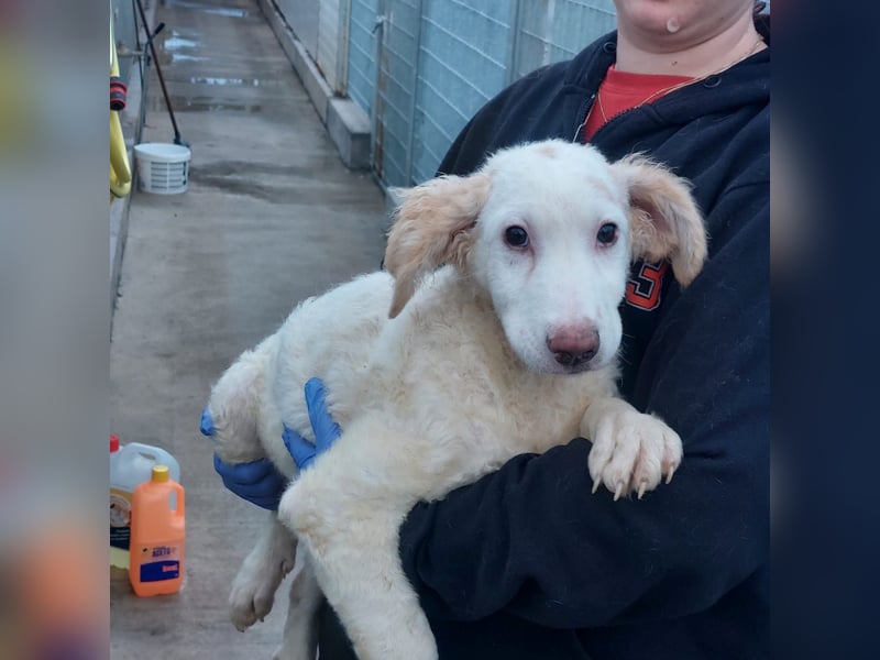 Bubo: so klein und so allein