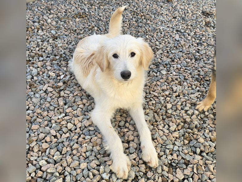 Nicolino: Mini-Retriever verzaubert mit guter Laune