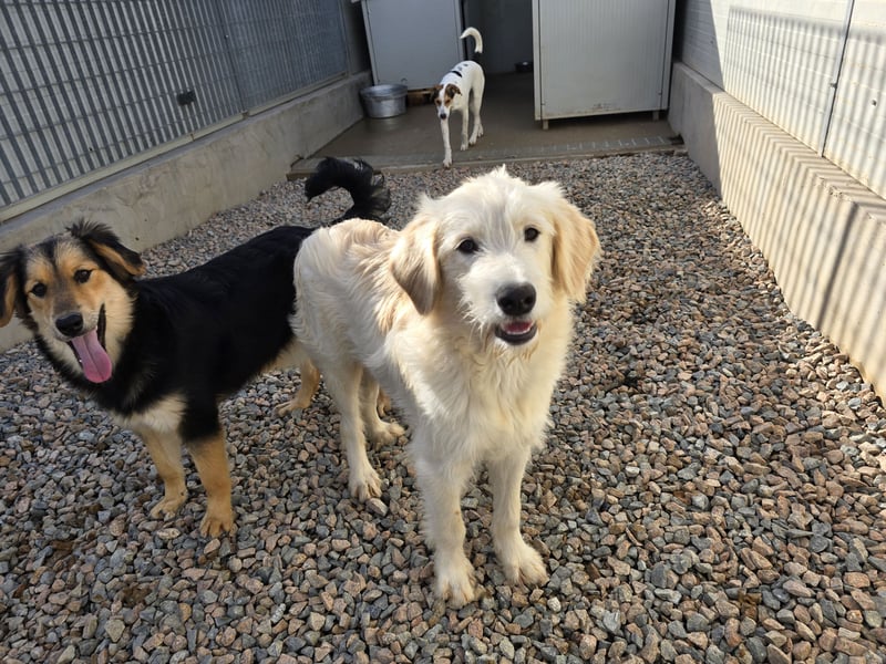 Nicolino: Mini-Retriever verzaubert mit seinem Wesen