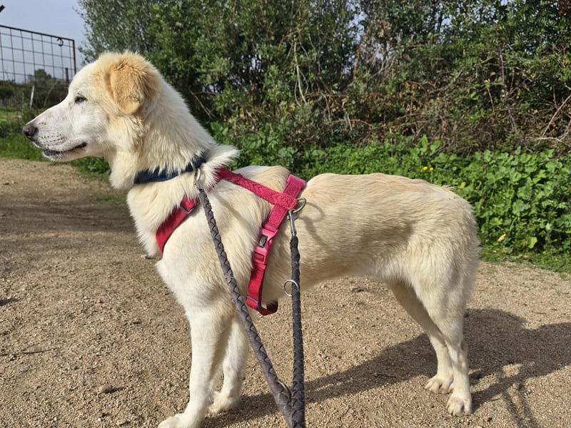 Tesorina: einfach unwiderstehlich