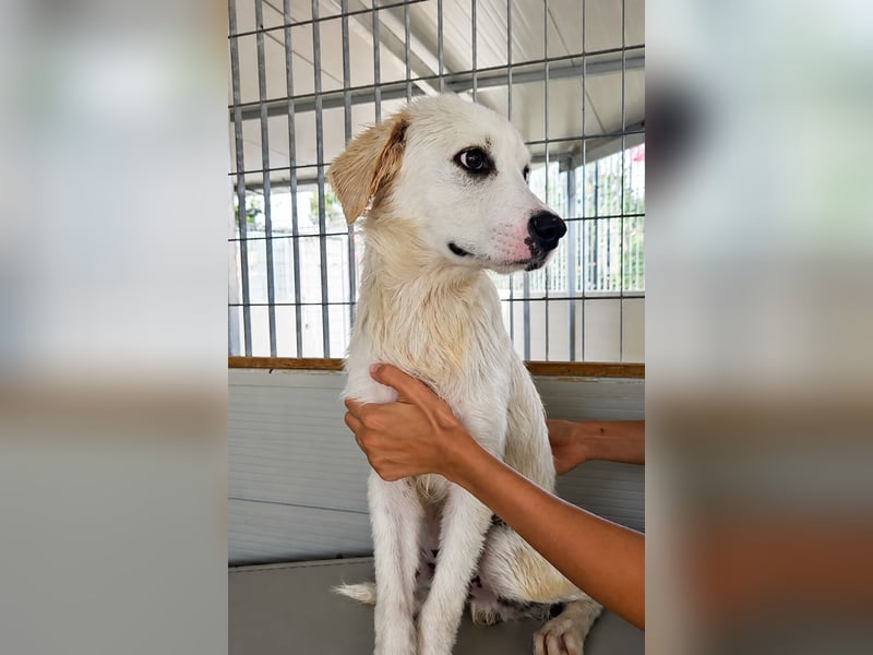 Pallino: verloren im Tierheim