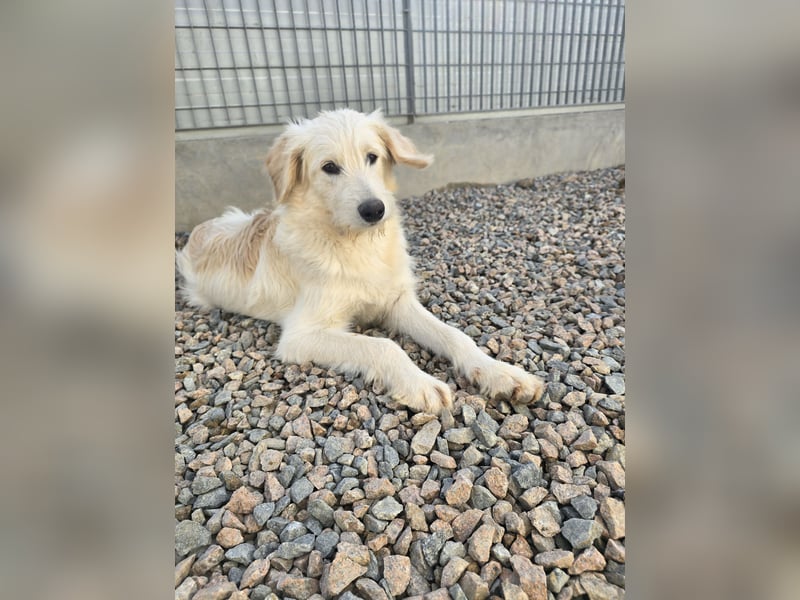 Nicolino: Mini-Retriever verzaubert mit guter Laune