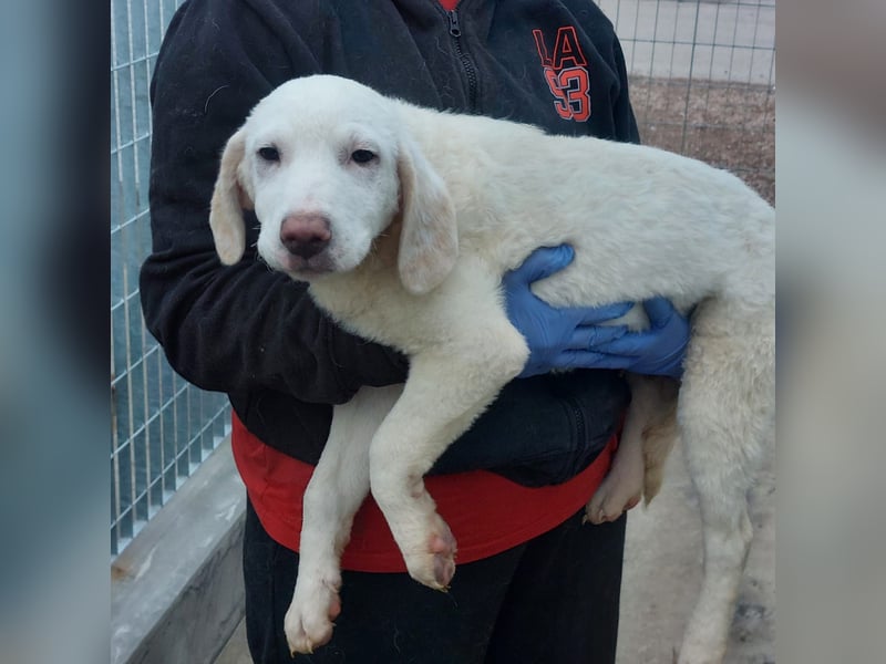 Bibo: so klein und so allein