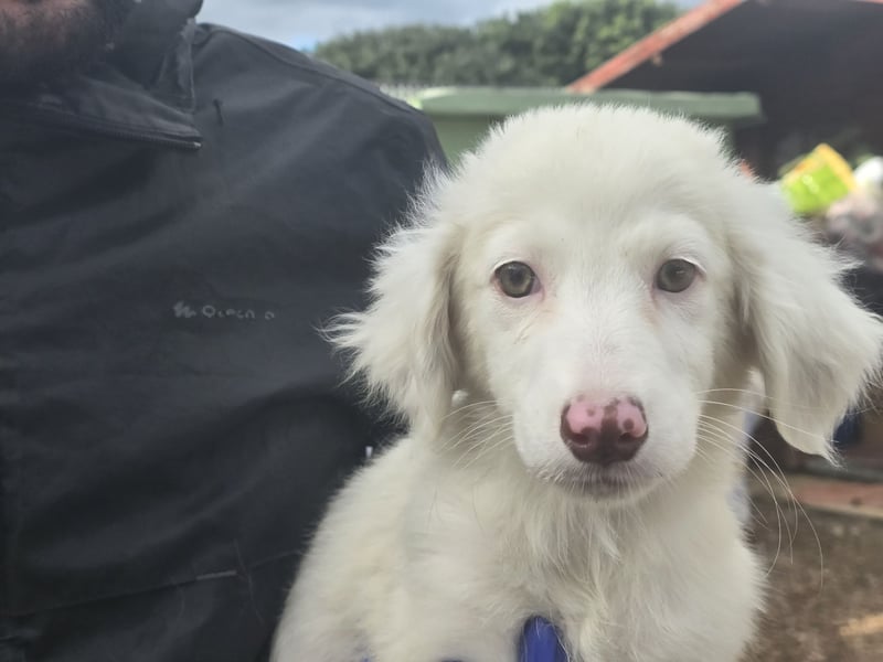 Monia und Mara: zwei Engel mit Plüschohren