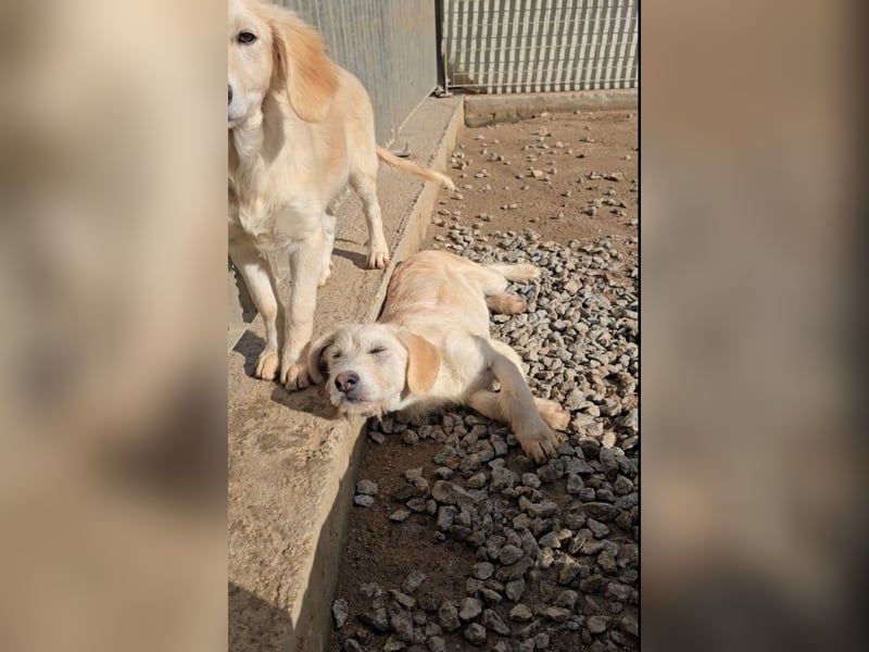 Cianbella: Schlappohren zum Liebhaben