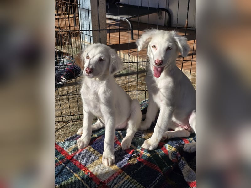 Monia und Mara: zwei Engel mit Plüschohren