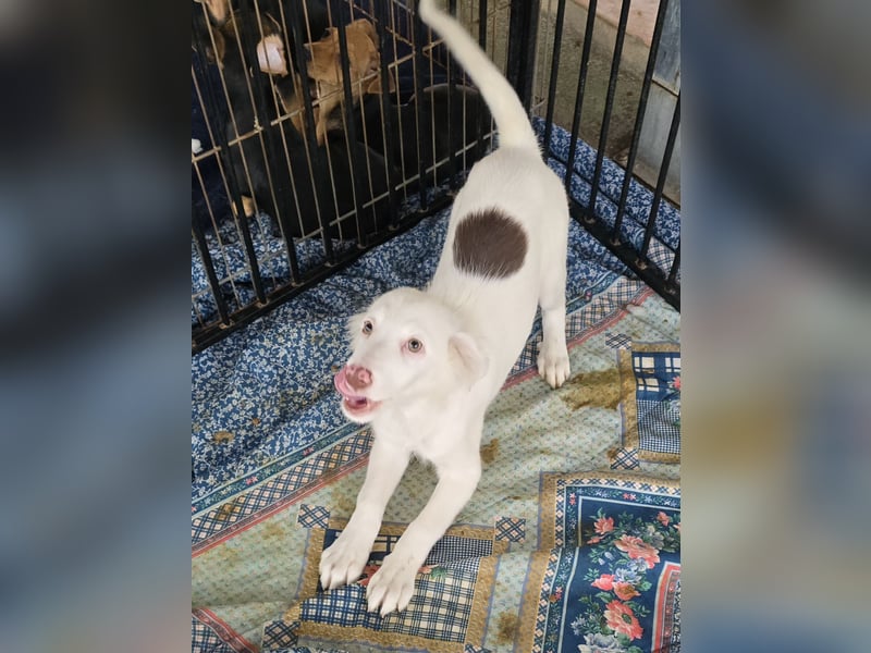 Monia und Mara: zwei Engel mit Plüschohren