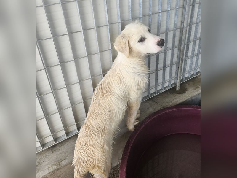 Pallino: verloren im Tierheim