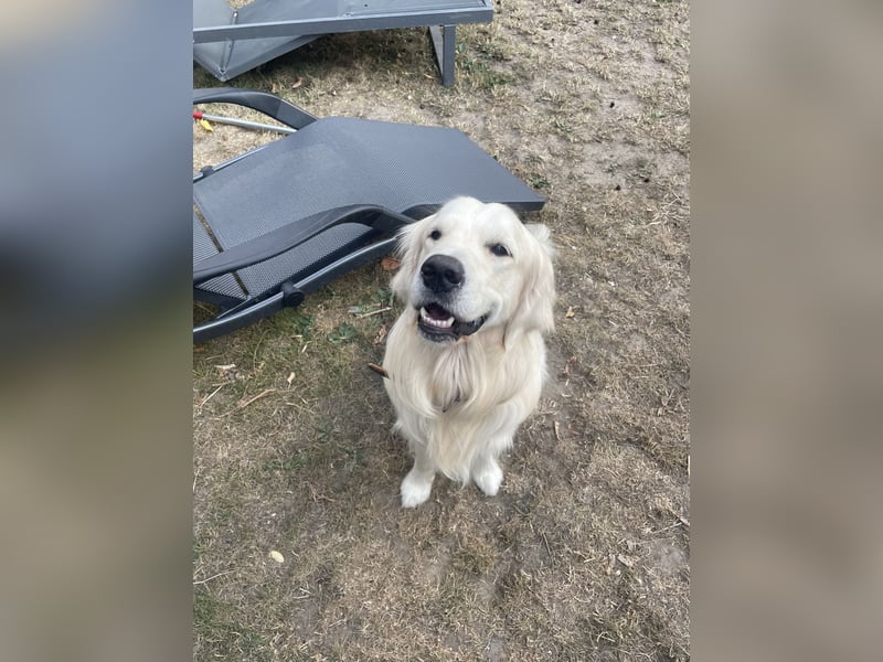 schöner Golden Retriever als Deckrüde