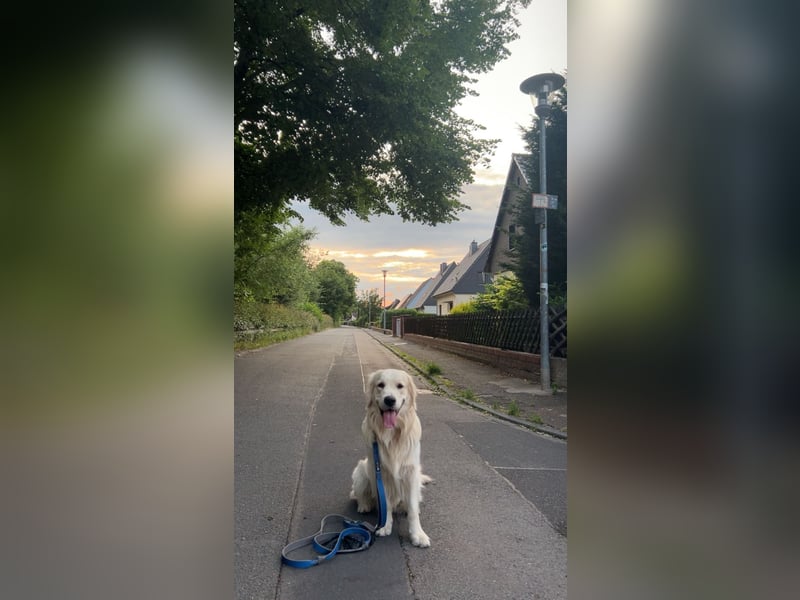 schöner Golden Retriever als Deckrüde