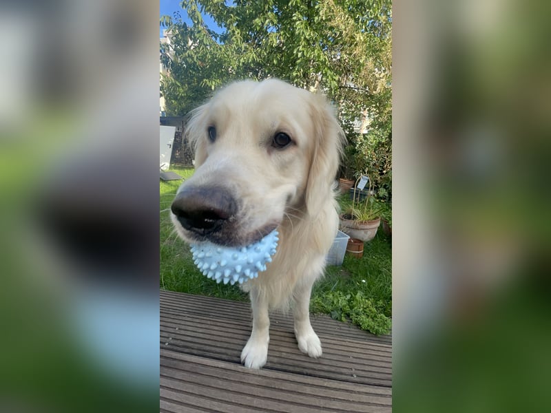 schöner Golden Retriever als Deckrüde