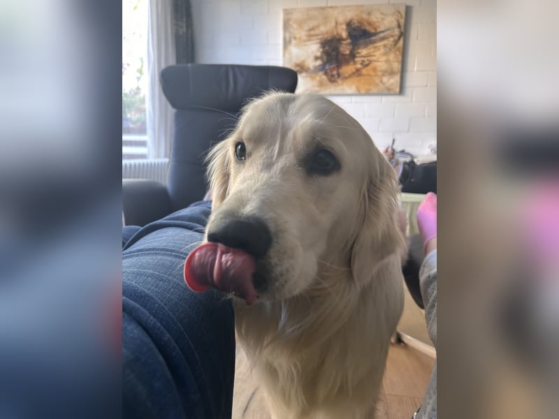 schöner Golden Retriever als Deckrüde