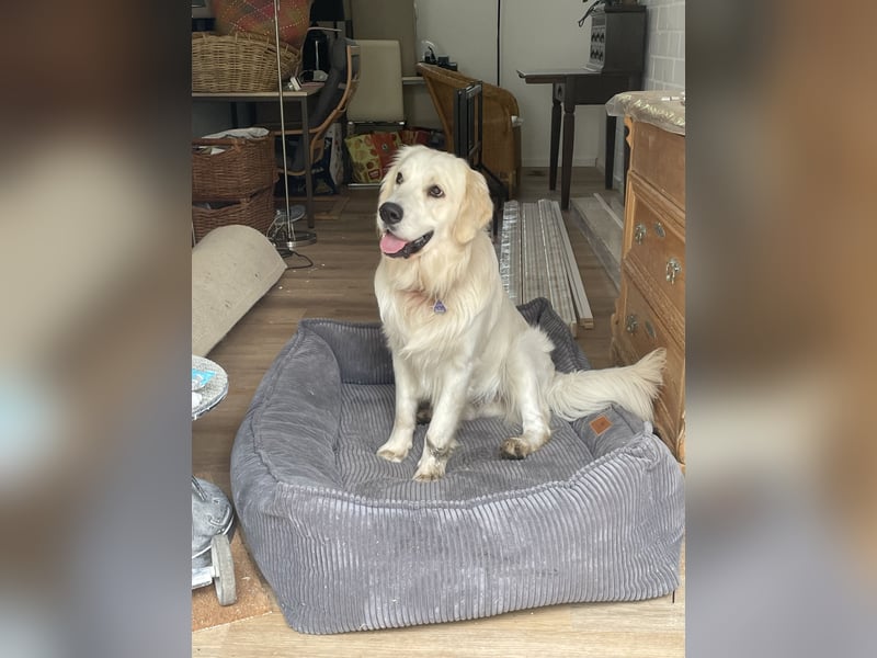 schöner Golden Retriever als Deckrüde