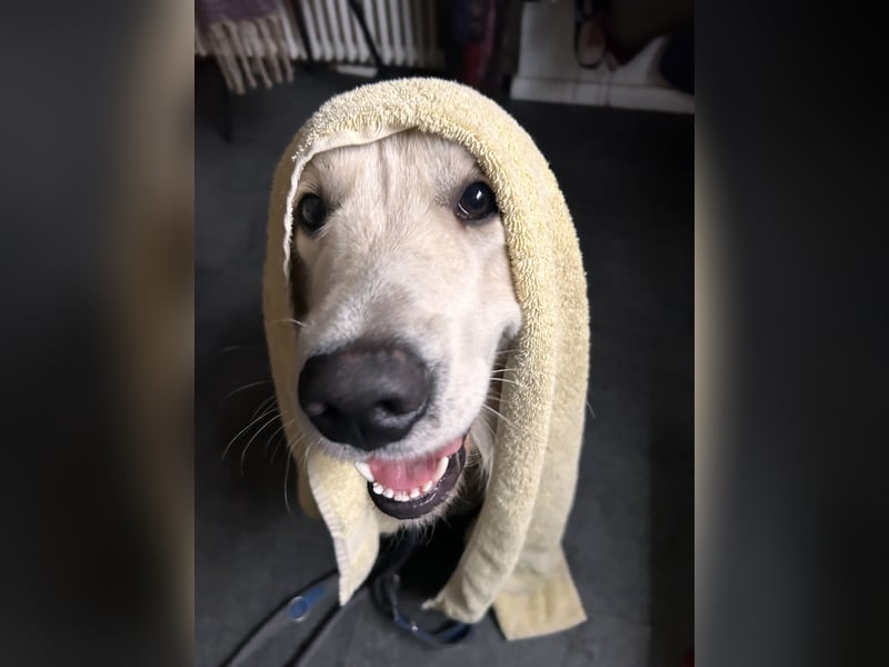 schöner Golden Retriever als Deckrüde