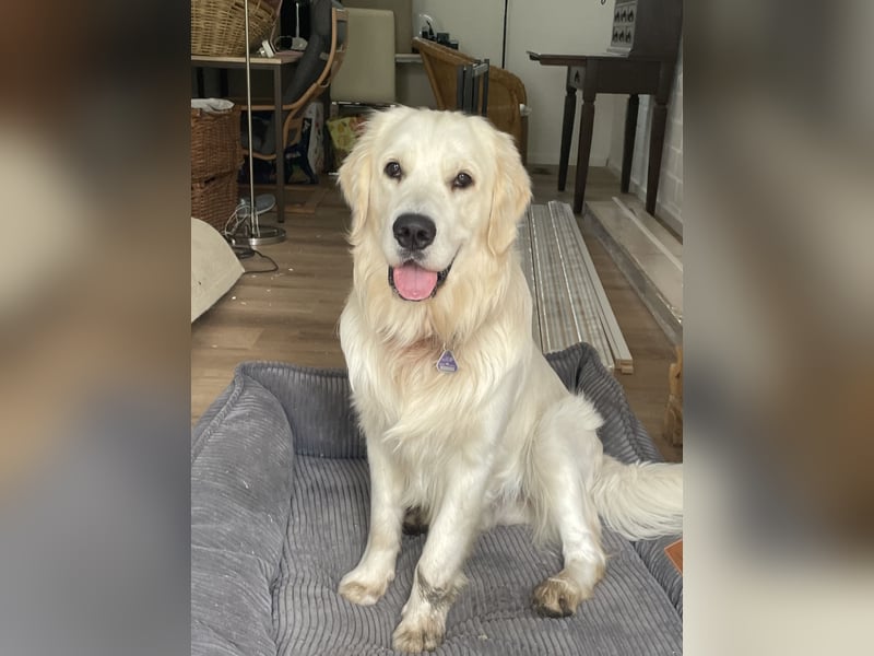 schöner Golden Retriever als Deckrüde