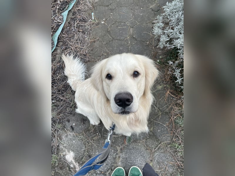 schöner Golden Retriever als Deckrüde