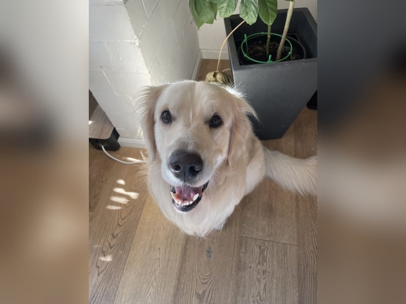 schöner Golden Retriever als Deckrüde