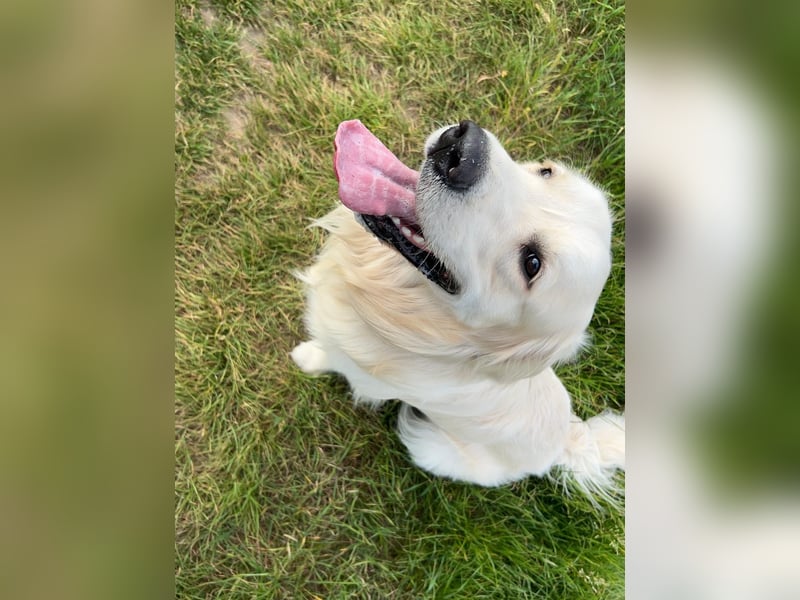 schöner Golden Retriever als Deckrüde