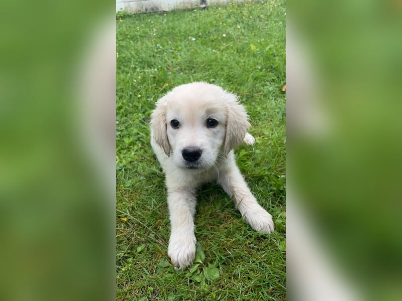 schöner Golden Retriever als Deckrüde