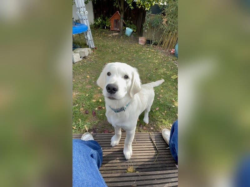 schöner Golden Retriever als Deckrüde