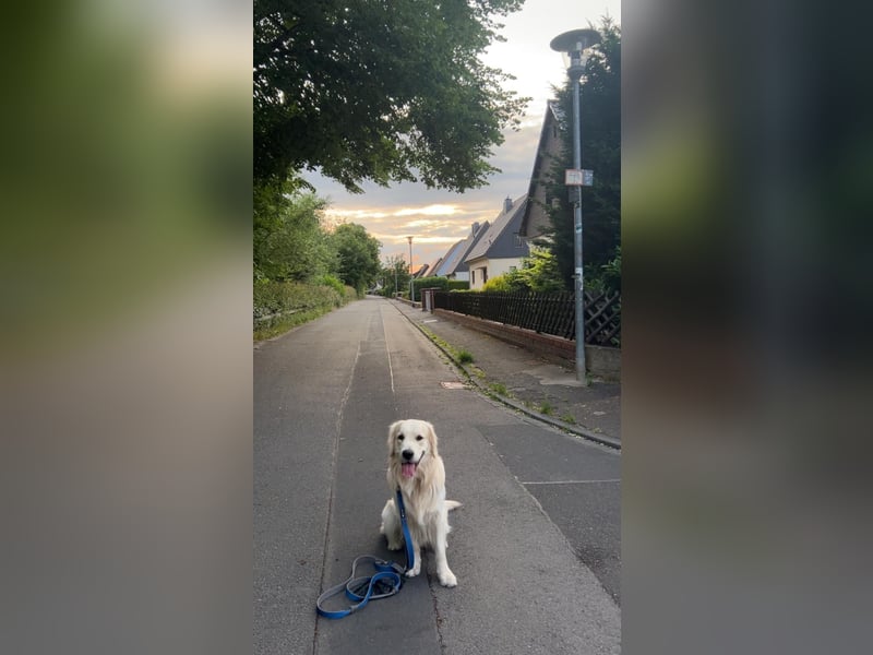schöner Golden Retriever als Deckrüde