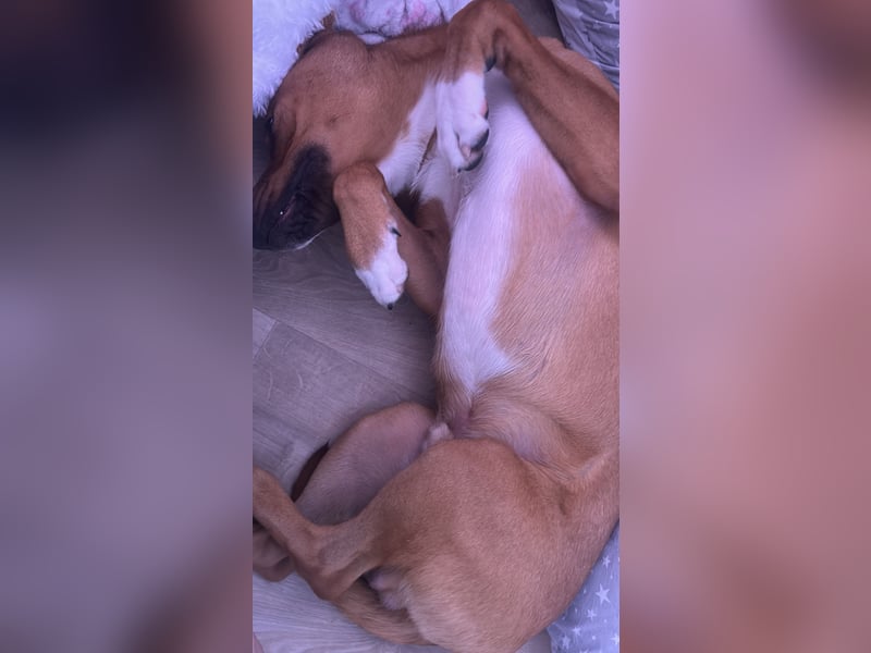 Wunderschöner 7 Monate alter Golden Retriever-Malinois-Mix sucht liebevolles Zuhause