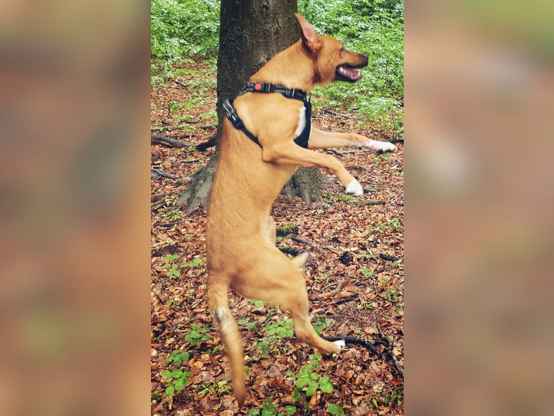 Wunderschöner 7 Monate alter Golden Retriever-Malinois-Mix sucht liebevolles Zuhause