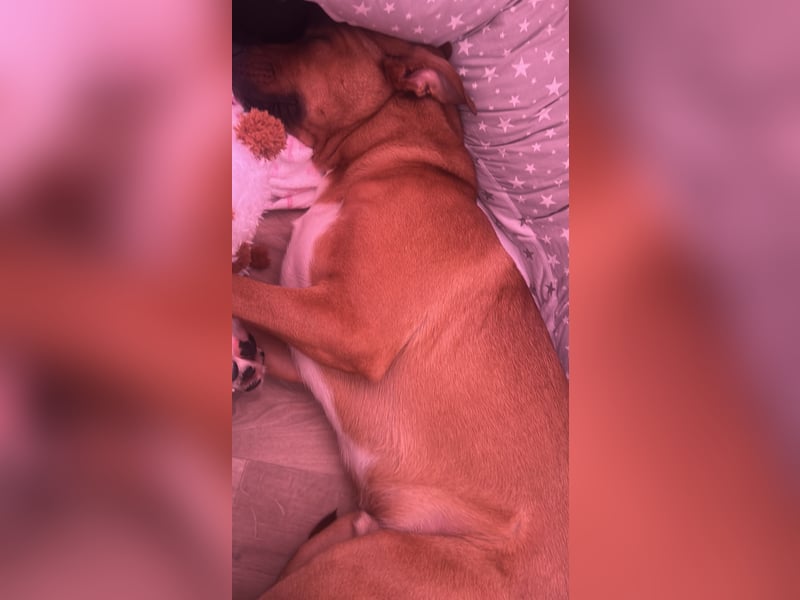 Wunderschöner 7 Monate alter Golden Retriever-Malinois-Mix sucht liebevolles Zuhause