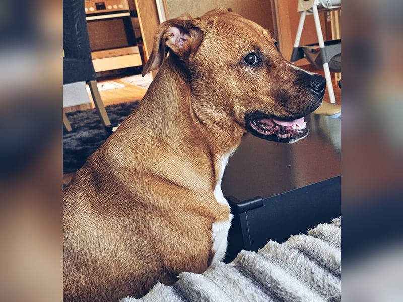 Wunderschöner 7 Monate alter Golden Retriever-Malinois-Mix sucht liebevolles Zuhause